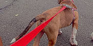 Pop joined the competition — help win amazing prizes! dog, puppy, leash, red_leash, park, outdoor, pavement, tree, grass, person, bench, walking, pet, animal, canine, harness, nature, summer, side_view, adventure