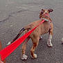 dog, puppy, leash, red_leash, park, outdoor, pavement, tree, grass, person, bench, walking, pet, animal, canine, harness, nature, summer, side_view, adventure