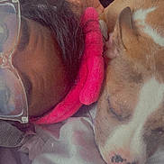 Pop is registered to the contest to win money with this photo: person, dog, glasses, headband, sleeping, close_up, cozy, bed, blanket, rest, friendship, face, animal, indoor, tattoo, pink, brown, white, napping, quiet