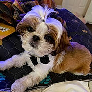 Leo joined the competition — help win amazing prizes! adorable, animal, bedspread, bow_tie, brown_and_white, companion, cute, dog, fluffy, fur, home, indoor, looking_up, pet, puppy, quilted, relaxed, shih_tzu, small_dog, topknot