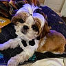 adorable, animal, bedspread, bow_tie, brown_and_white, companion, cute, dog, fluffy, fur, home, indoor, looking_up, pet, puppy, quilted, relaxed, shih_tzu, small_dog, topknot