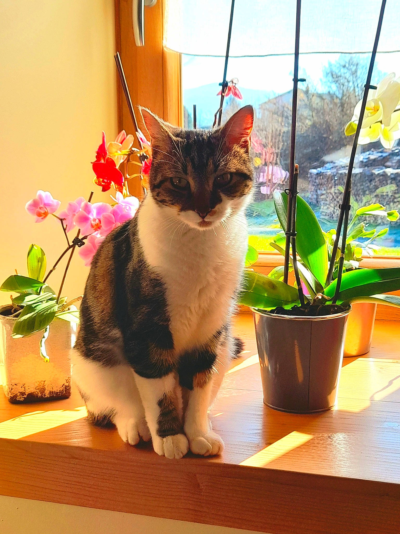 Plouf a rejoint le concours — aidez-le/la à gagner de superbes lots ! carnivore, cat, domestic_short_haired_cat, felidae, flooring, flower, flowerpot, fur, grass, hardwood, houseplant, light, petal, plant, small_to_medium_sized_cats, snout, tail, whiskers, window, wood