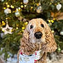 Kenzo participe au concours pour gagner de l'argent avec cette photo : accessories, animal, canine, cockerspaniel, dog, goldenretriever, headband, hound, pet, plant, poodle, puppy, snout, terrier, tree, whitedog