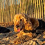 animal, architecture, building, canine, cockerspaniel, dog, fence, grass, nature, outdoors, pet, photography, plant, puppy, shelter, soil, summer, terrier, wood, yard