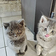 Yoshi Et Volt a rejoint le concours — aidez-le/la à gagner de superbes lots ! kitten, cat, animal, pet, feline, cute, fluffy, indoor, floor, tile, fur, whiskers, playful, curious, small, young, ears, eyes, paw, home