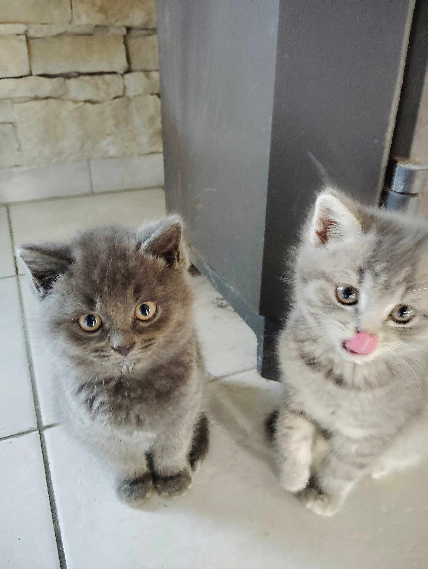 Yoshi Et Volt a rejoint le concours — aidez-le/la à gagner de superbes lots ! kitten, cat, animal, pet, feline, cute, fluffy, indoor, floor, tile, fur, whiskers, playful, curious, small, young, ears, eyes, paw, home