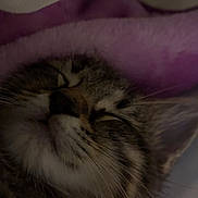 Timmy joined the competition — help win amazing prizes! animal, blanket, calm, cat, close_up, cozy, cute, face, fur, indoor, mammal, nap, peaceful, pet, relaxed, resting, sleeping, soft, tabby, whiskers