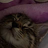 cat, tabby, sleeping, close_up, cozy, blanket, fur, whiskers, face, relaxed, pet, indoor, resting, cute, animal, mammal, peaceful, calm, soft, nap