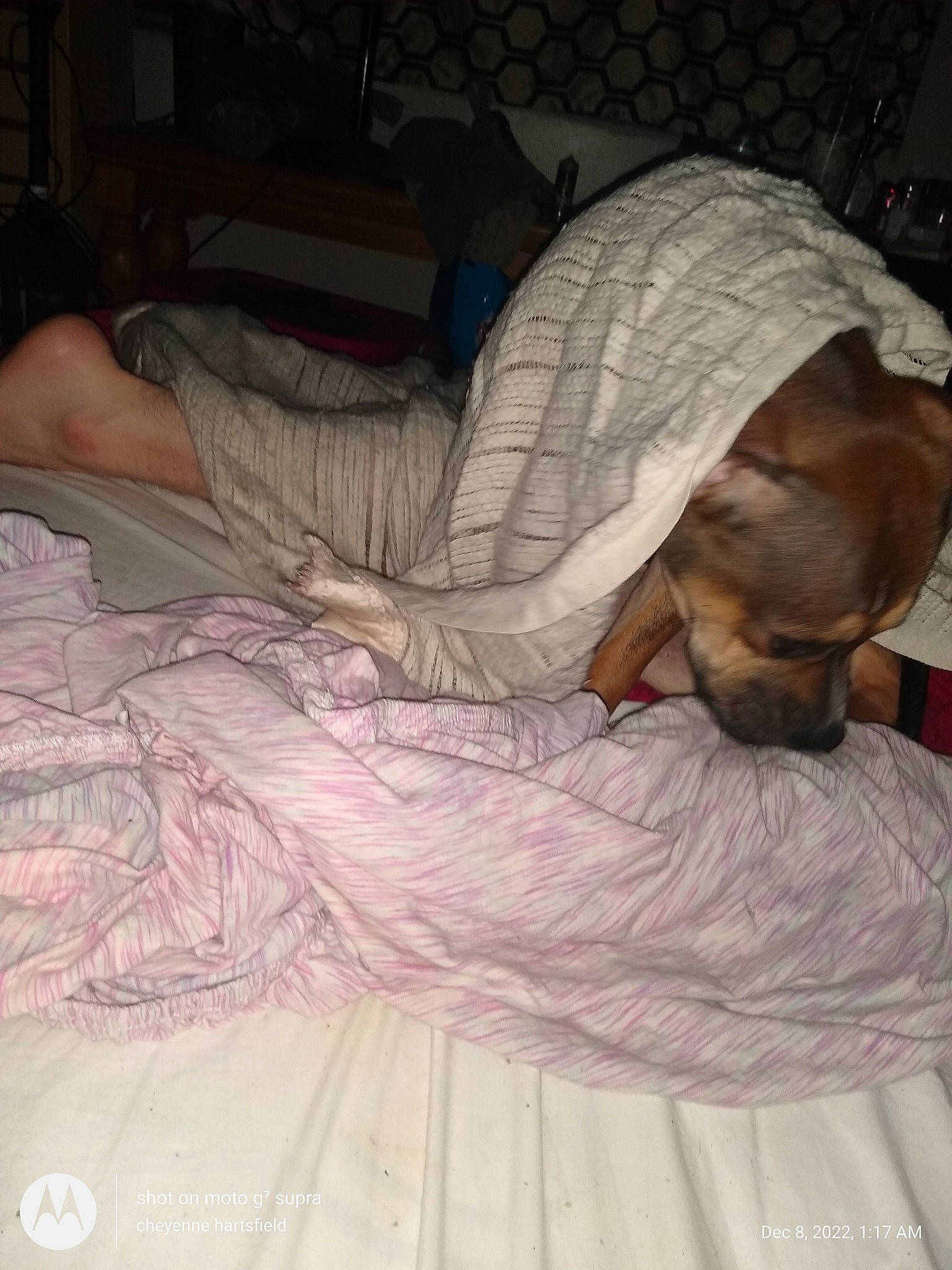 Fenris is registered to the contest to win money with this photo: bed, bed_sheet, bedding, carnivore, comfort, companion_dog, dog, dog_breed, dog_supply, duvet, fawn, flooring, fur, linens, liver, nap, sleep, sporting_group, tail, toy_dog