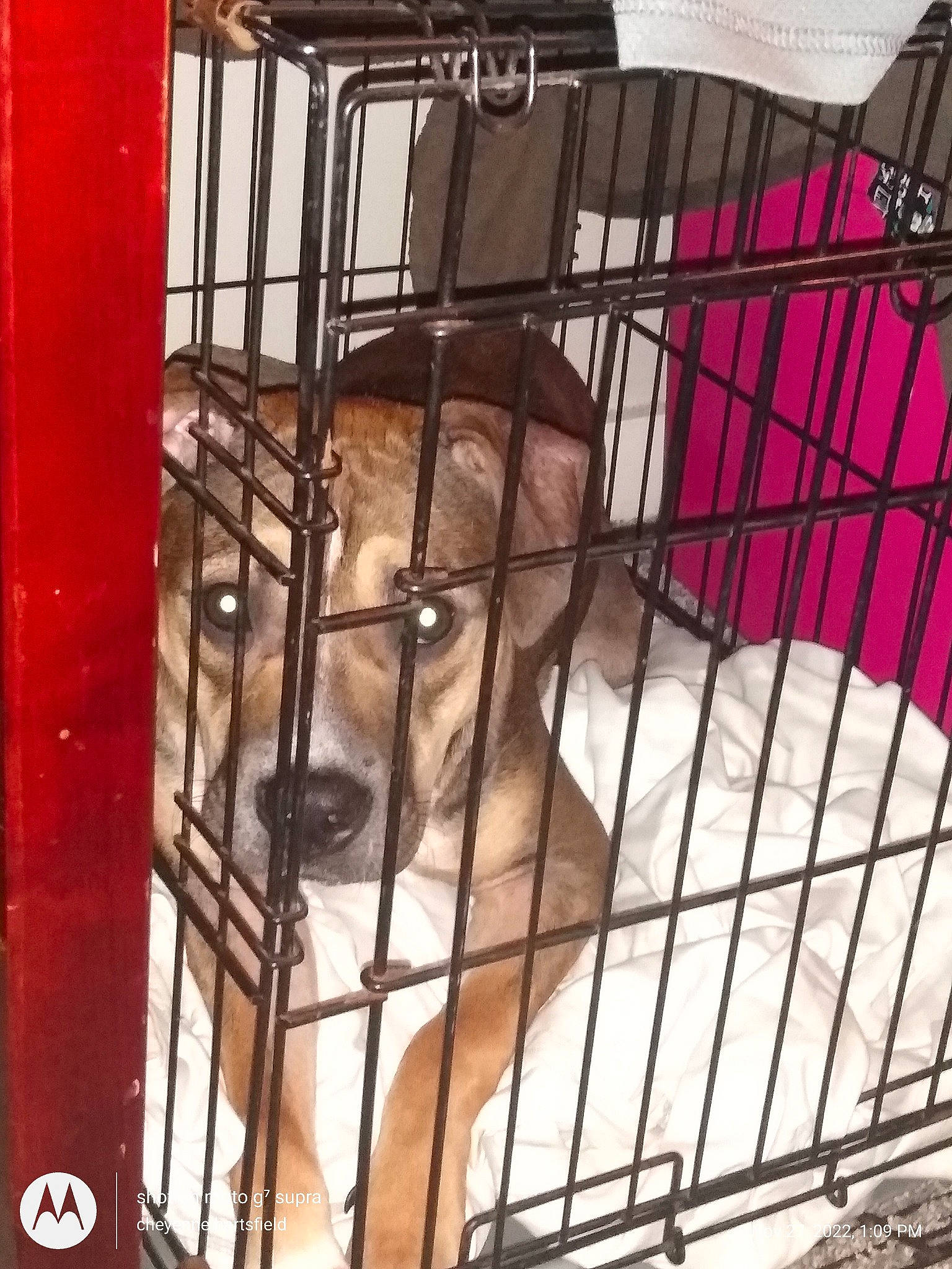 Fenris is registered to the contest to win money with this photo: animal_shelter, cage, carnivore, companion_dog, dog, dog_breed, dog_crate, dog_supply, fawn, felidae, fur, metal, pet_supply, service, snout, sporting_group, terrestrial_animal, toy_dog, whiskers, working_animal