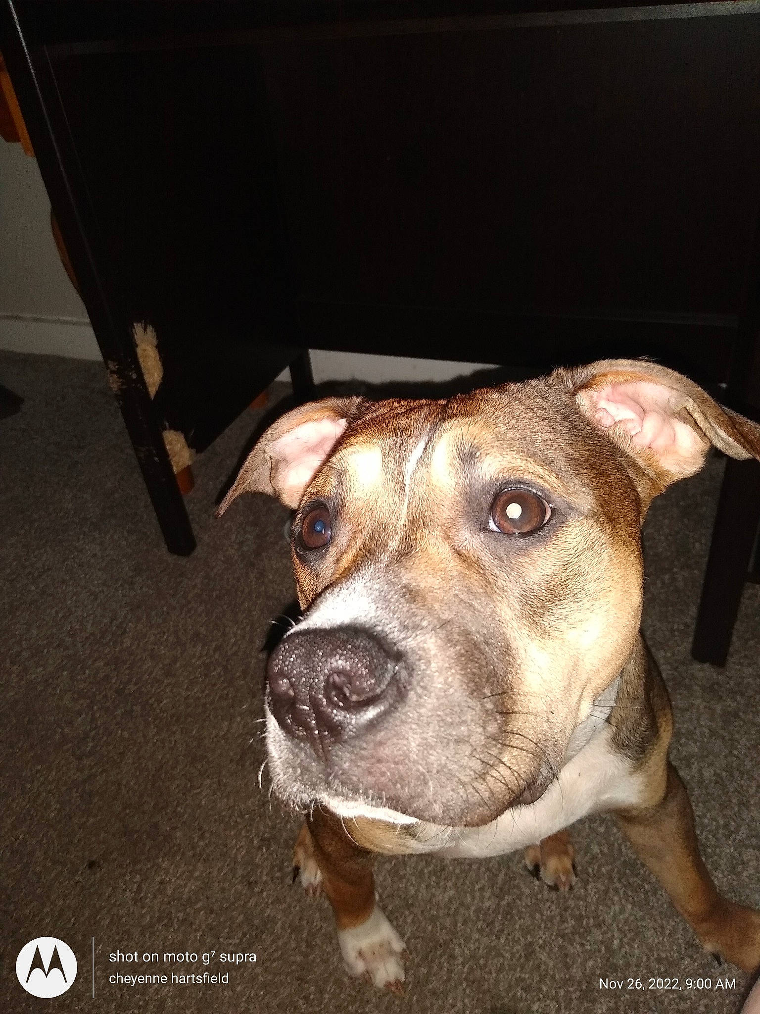 Fenris joined the competition — help win amazing prizes! canidae, carnivore, chair, collar, companion_dog, dog, dog_breed, dog_collar, fawn, metal, non_sporting_group, pet_supply, snout, sporting_group, terrestrial_animal, whiskers, working_animal