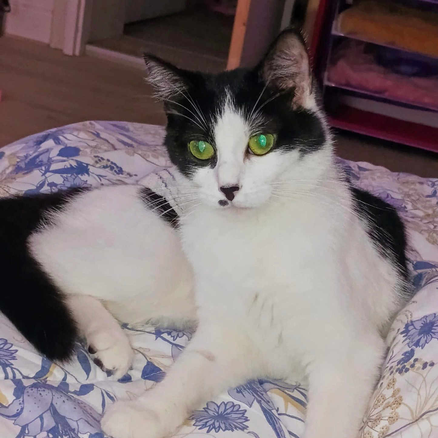 Princesse participe au concours pour gagner de l'argent avec cette photo : animal, bedroom, black_and_white, blanket, cat, cozy, cute, domestic_cat, feline, floral_pattern, fur, green_eyes, home, indoor, laying_down, paw, pet, relaxed, resting, whiskers