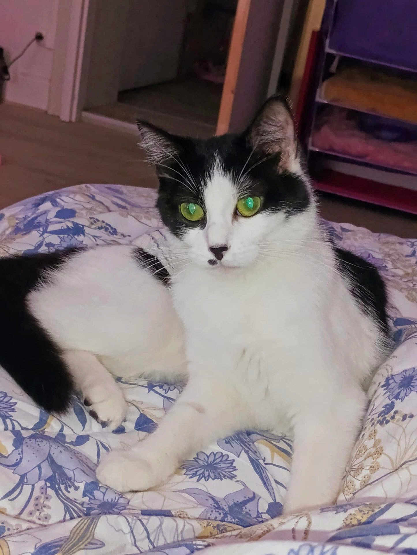 Princesse participe au concours pour gagner de l'argent avec cette photo : cat, black_and_white, green_eyes, pet, indoor, bedroom, blanket, floral_pattern, feline, animal, cute, relaxed, laying_down, fur, whiskers, paw, domestic_cat, home, resting, cozy