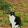 Chocolate Chip joined the competition — help win amazing prizes! cat, black_and_white, outdoor, nature, pine_needles, grass, tree, shrubbery, animal, sitting, alert, wildlife, fur, pet, leaf_litter, greenery, calm, woodland, mammal, fauna