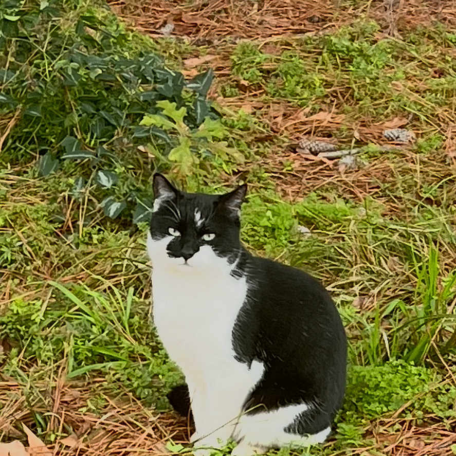 Chocolate Chip joined the competition — help win amazing prizes! cat, black_and_white, outdoor, nature, pine_needles, grass, tree, shrubbery, animal, sitting, alert, wildlife, fur, pet, leaf_litter, greenery, calm, woodland, mammal, fauna