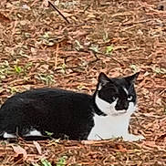 Chocolate Chip joined the competition — help win amazing prizes! cat, black_and_white, animal, outdoor, lying_down, autumn, leaves, pine_needles, nature, ground, relaxed, pet, feline, wildlife, resting, mammal, grass, forest_floor, camouflage, daytime