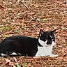 animal, autumn, black_and_white, camouflage, cat, daytime, feline, forest_floor, grass, ground, leaves, lying_down, mammal, nature, outdoor, pet, pine_needles, relaxed, resting, wildlife
