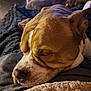 dog, pitbull, sleeping, close_up, dog_face, snout, nose, ears, fur, blanket, bedding, cozy, indoor, pet, muzzle, whiskers, relaxed, collar, background_dog, wooden_wall