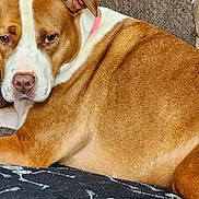 Pillow Precious is registered to the contest to win money with this photo: dog, brown_dog, white_markings, couch, blanket, skeleton_pattern, pillow, lamp, living_room, indoor, pet, canine, collar, close_up, portrait, resting, fur, home_decor, photo, sleepy