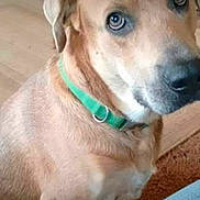 Bullett is registered to the contest to win money with this photo: attentive, brown_dog, canine, carpet, close_up, closeup_face, collar, dog, domestic_animal, eyes, fur, green_collar, hardwood_floor, indoor, looking_up, muzzle, nose, pet, portrait, sitting