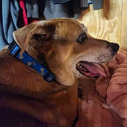 Bullett Boy joined the competition — help win amazing prizes! dog, canine, collar, blue_collar, bone_pattern, tongue_out, panting, fur, side_profile, closeup, blanket, pink_blanket, indoor, wood_paneling, clothes, hoodie, coat_hanger, pet, relaxed, snout