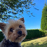 Choupa participe au concours pour gagner de l'argent avec cette photo : dog, puppy, pet, animal, portrait, closeup, scruffy_fur, small_dog, brown_fur, black_fur, outdoors, garden, lawn, hedge, trees, blue_sky, sunlight, nature, cute, canine