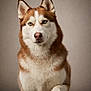 Sirko participe au concours pour gagner de l'argent avec cette photo : animal, blue_eyes, brown_and_white, canine, close_up, dog, ears, fur, furry, husky, indoor, neutral_background, nose, paw, pet, portrait, sitting, stare, studio, whiskers