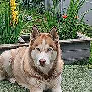 Sirko participe au concours pour gagner de l'argent avec cette photo : blue_eyes, canine, close_up, dog, domestic_animal, ears, flowers, fur, garden, grass, husky, lawn, muzzle, nose, outdoor, pet, planter, portrait, relaxed, sitting