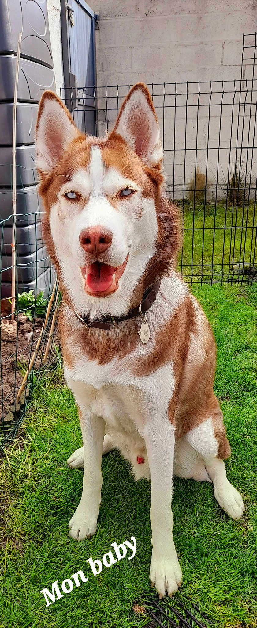 Sirko
