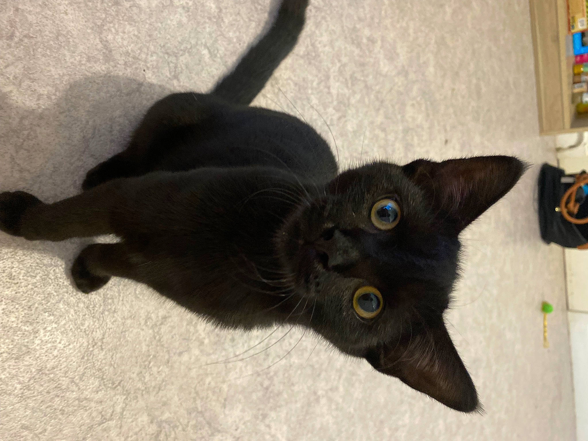 Thor participe au concours pour gagner de l'argent avec cette photo : black_cat, bombay, carnivore, cat, comfort, dog_breed, domestic_short_haired_cat, ear, felidae, fur, havana_brown, shadow, small_to_medium_sized_cats, snout, tail, whiskers