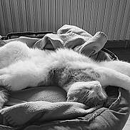 Mimi a rejoint le concours — aidez-le/la à gagner de superbes lots ! cat, pet_bed, blanket, feline, relaxing, stretching, indoor, cozy, fur, sleeping, animal, resting, home, wood_floor, comfort, cute, whiskers, paws, domestic_cat, peaceful