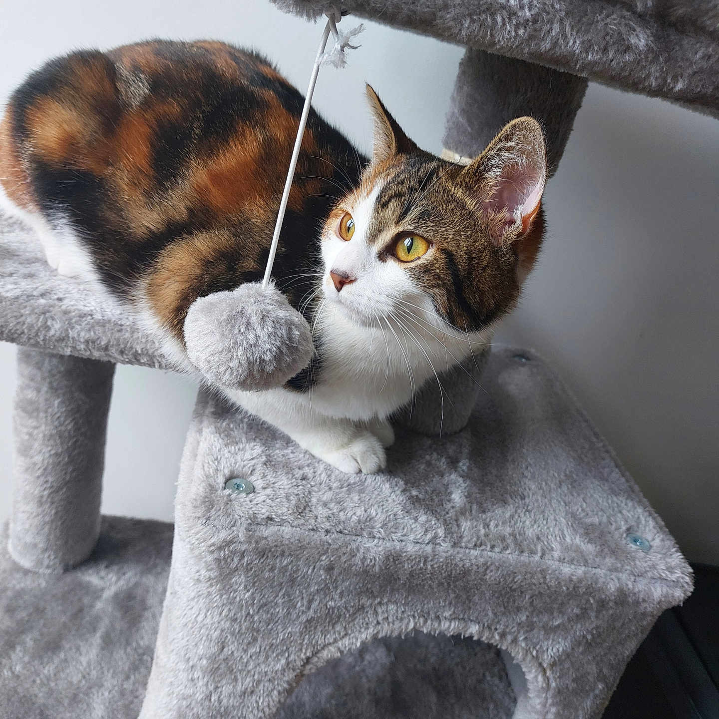 Lilou participe au concours pour gagner de l'argent avec cette photo : abyssinian, animal, armchair, blanket, cat, chair, couch, cushion, furniture, headrest, homedecor, kitten, linen, manx, person, pet, plush, sleeping, towel, toy