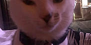Corn Flake Gibson joined the competition — help win amazing prizes! cat, indoor, collar, pet, animal, feline, close_up, blurry, dim_light, tag, heart_shaped_tag, domestic_cat, ears, whiskers, fur, face, close, portrait, household, blur