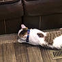 animal, brown, carpet, cat, collar, cozy, domestic, feline, floor, fur, home, indoor, leather_couch, pet, relaxed, stretching, tabby, vent, white, wood_floor