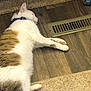 animal, brown_fur, carpet, cat, collar, cozy, domestic_animal, feline, floor, home, indoor, paw, pet, relaxed, resting, sleeping, striped_tail, vent, white_fur, wood_floor