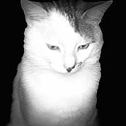 Corn Flake Gibson is registered to the contest to win money with this photo: cat, animal, pet, feline, white_cat, portrait, close_up, soft_focus, black_background, whiskers, ears, fur, sitting, indoor, mystical, cute, companion, furry, domestic_animal, face