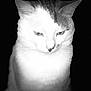 animal, black_background, cat, close_up, companion, cute, domestic_animal, ears, face, feline, fur, furry, indoor, mystical, pet, portrait, sitting, soft_focus, whiskers, white_cat