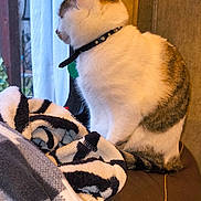 Corn Flake Gibson is registered to the contest to win money with this photo: blanket, cat, collar, couch, cozy, curtain, feline, fur, home_interior, indoor, looking_out, pet, profile_view, roller_blind, seat, sitting, tabby, textile, white, window