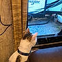 camper, cat, collar, cozy, curious, curtains, domestic, feline, fur, gravel, home, indoor, leather, looking_out, pet, rv, seat, vehicle, whiskers, window