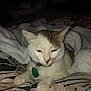Corn Flake Gibson is registered to the contest to win money with this photo: cat, pet, animal, indoor, bed, blanket, fur, collar, tag, paws, resting, sleepy, whiskers, striped_bedding, cozy, feline, closeup, domestic_cat, relaxed, portrait