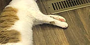 Cornflake Gibson is registered to the contest to win money with this photo: cat, sleeping, collar, floor, carpet, wood_floor, vent, toy, white_fur, brown_fur, pet, domestic_animal, indoor, relaxation, paws, tail, quiet, resting, home, animal
