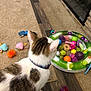 Cornflake Gibson is registered to the contest to win money with this photo: cat, collar, toy, colorful, carpet, wooden_floor, fireplace, ball, pet, indoor, animal, play, feline, curious, white, brown, pattern, domestic, floor, house