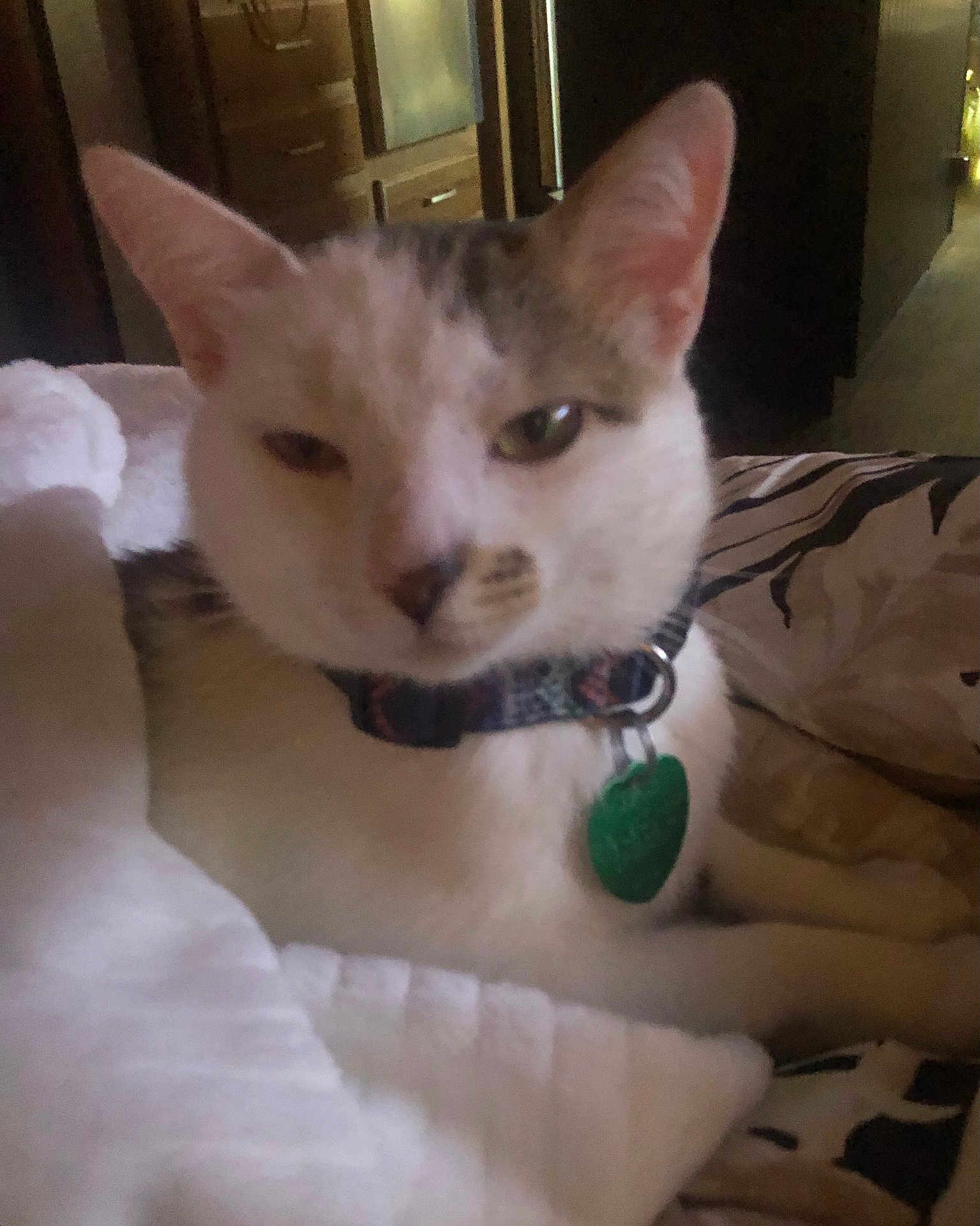 Cornflake Gibson is registered to the contest to win money with this photo: cat, pet, indoor, close_up, sleepy, collar, tag, feline, resting, blanket, bedroom, fur, whiskers, ears, animal, comfort, home, relaxed, cute, domestic