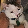 Cornflake Gibson is registered to the contest to win money with this photo: cat, pet, animal, white_cat, tabby, collar, indoor, close_up, fur, whiskers, ears, face, paw, person, holding, gray_clothing, domestic, cute, feline, tag