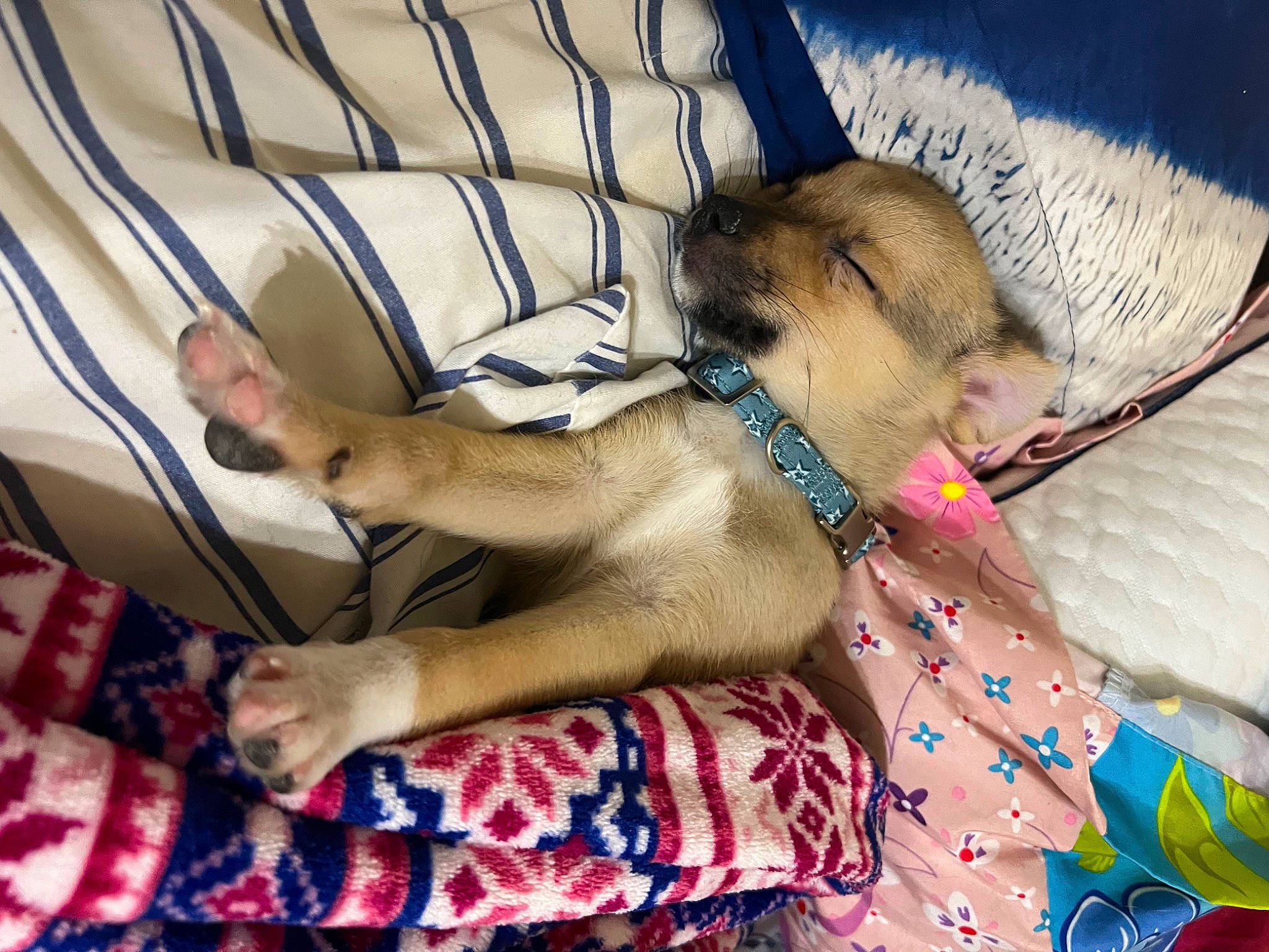 Bentley joined the competition — help win amazing prizes! abdomen, art, bedding, carnivore, comfort, companion_dog, fawn, felidae, fur, hand, human_leg, lap, leg, linens, nail, pattern, small_to_medium_sized_cats, textile, thigh, whiskers