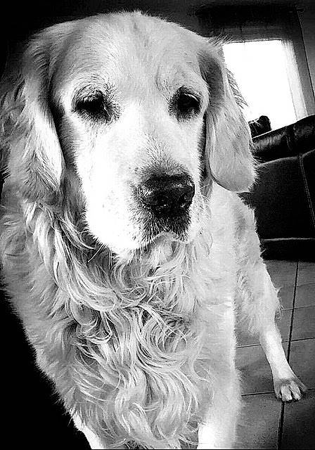 Enco participe au concours pour gagner de l'argent avec cette photo : black, black_and_white, canidae, carnivore, companion_dog, dog, dog_breed, fur, golden_retriever, mammal, monochrome, nose, photography, rare_breed_dog, retriever, snout, sporting_group, vertebrate, whiskers, white