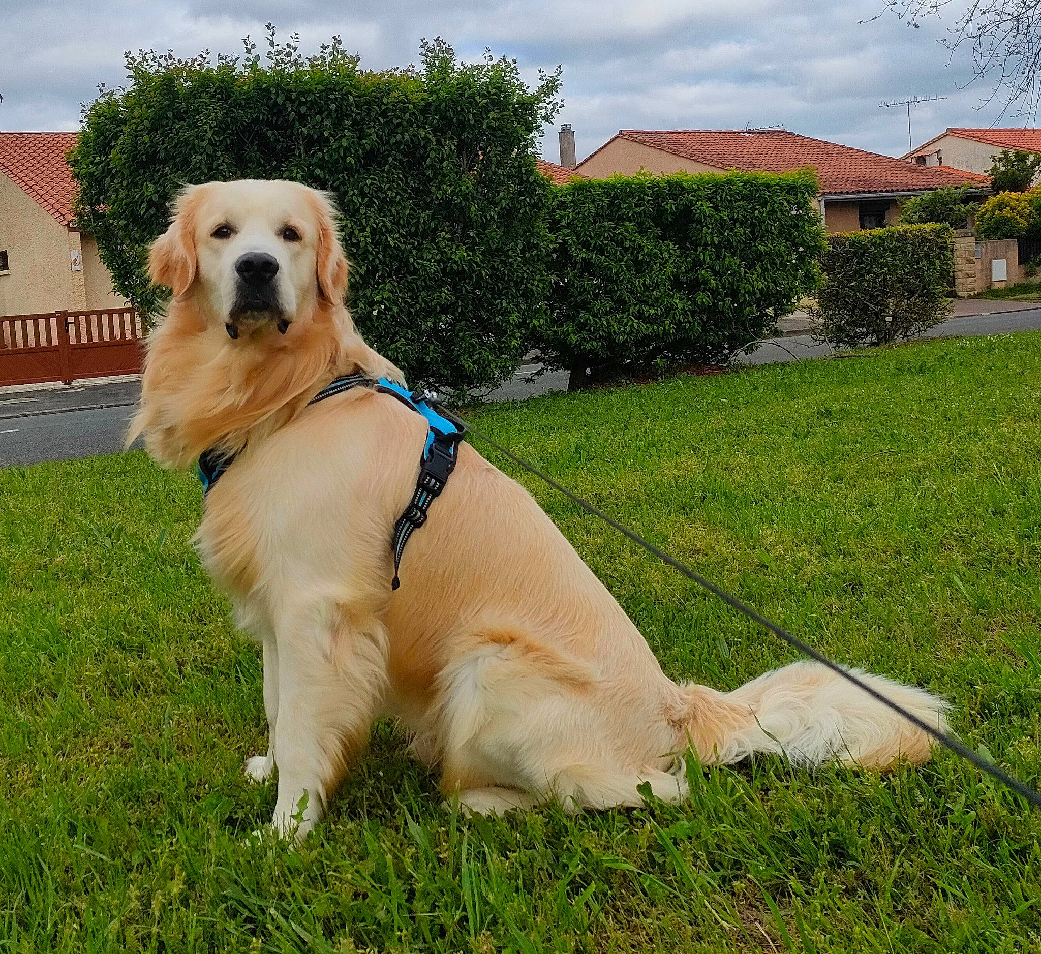 Yuki a rejoint le concours — aidez-le/la à gagner de superbes lots ! canidae, cloud, collar, companion_dog, dog, dog_breed, dog_collar, fawn, grass, gun_dog, labrador_retriever, pet_supply, plant, retriever, sky, snout, tail, tree, window, working_animal