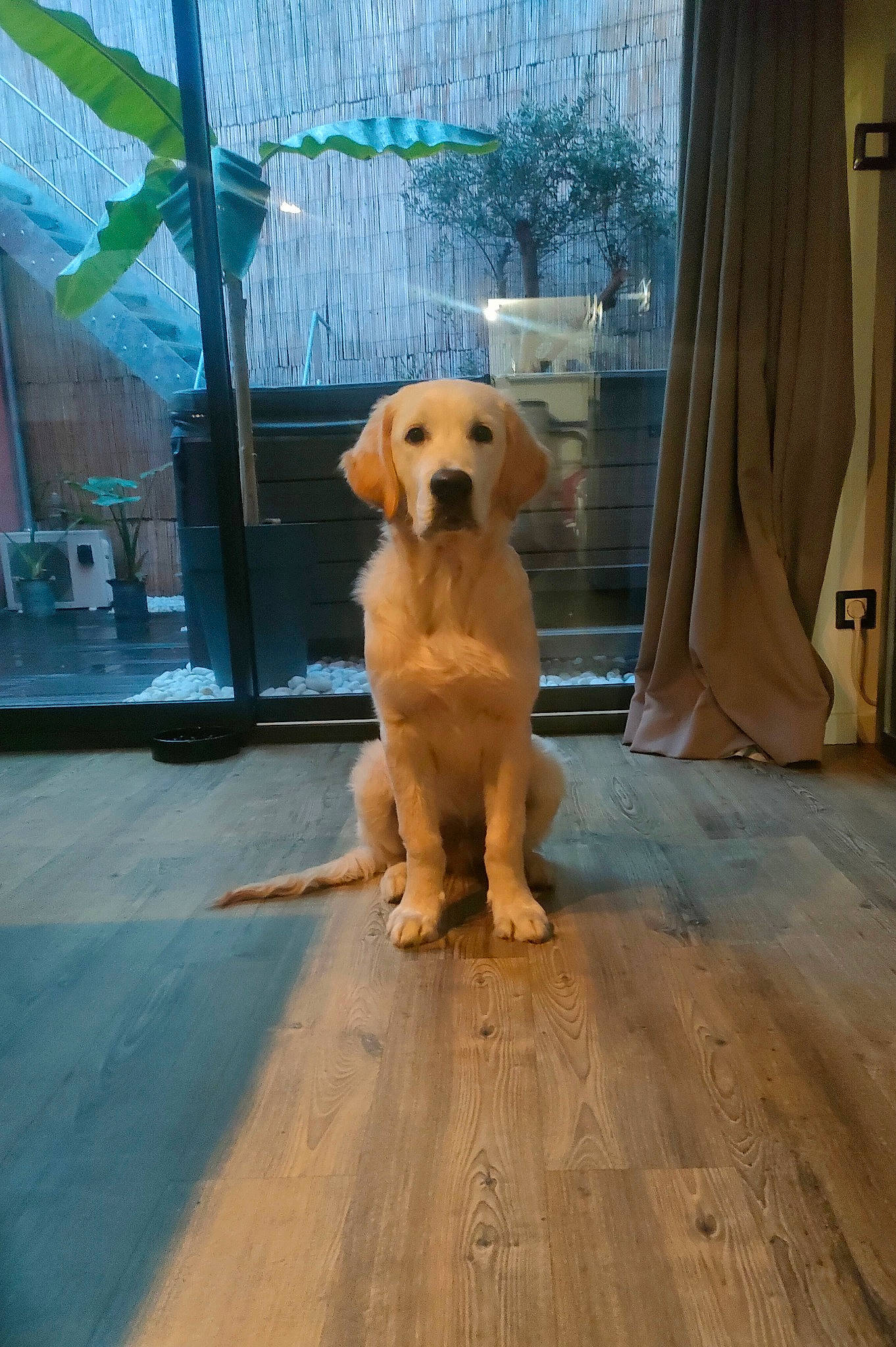 Yuki participe au concours pour gagner de l'argent avec cette photo : carnivore, companion_dog, curtain, dog, dog_breed, dog_supply, fawn, floor, flooring, hardwood, pet_supply, retriever, snout, sporting_group, tail, varnish, wood, wood_flooring, wood_stain, working_animal