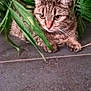 cat, tabby_cat, green_leaves, plant, foliage, indoor, animal, pet, curious, brown, striped, whiskers, floor, tile, nature, closeup, eyes, ears, resting, hidden