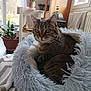 animal, blanket, cat, cozy, cute, ears, face, fluffy, fur, furniture, home_decor, indoor, natural_light, pet_bed, plant, relaxed, resting, tabby_cat, whiskers, window